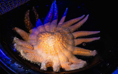Sunflower Sea Stars are listed as critically endangered by the International Union for Conservation of Nature’s Red List of Threatened Species. Sunflower Sea Stars may also soon get federal protection under the Endangered Species Act.
