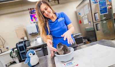 Birch Aquarium's Assistant Curator of Birds examines the Little Blue Penguin chick.