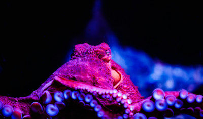 a Great Pacific Octopus is facing the viewer, it is bright red in color