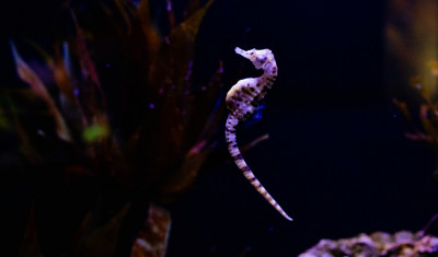 a potbelly seahorse floats against a dark background above coral