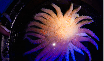 a sunflower sea star is illuminated from above, showing its bright orange coloration