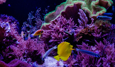 a healthy reef with pink coral is home to many fish