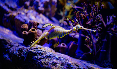 a weedy seadragon in the foreground with rocks behind 