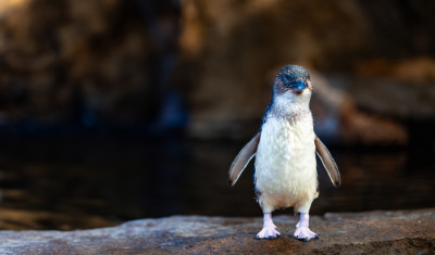 a Little Blue Penguin stands on a rocky ledge