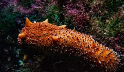a bright orange sea cucumber with small spiky projections 