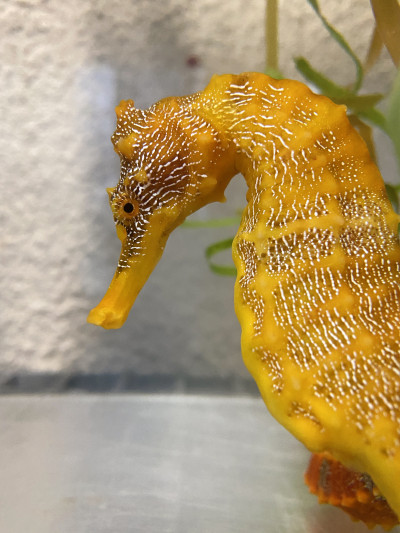The Pacific Seahorse is found along the coast from Southern California all the way south towards Peru — this species has been spotted locally in San Diego’s protected bays and estuaries. 