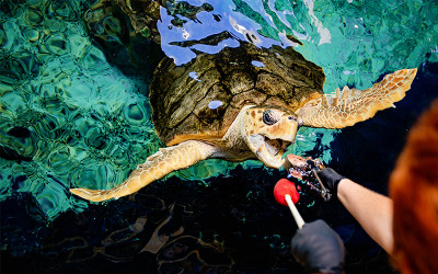 A Loggerhead Sea Turtle is fed some fish in her habitat.