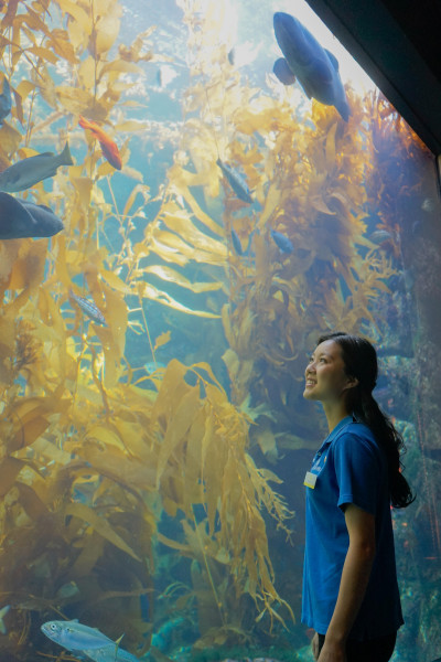 Miranda Ko Cui wears a blue Birch Aquarium shirt and is standing in front of the Giant Kelp Forest, looking into the exhibit (wide angle)
