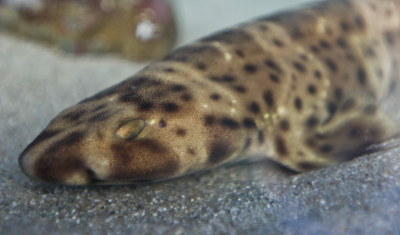 a Swell Shark lies on sand. it is light and dark brown with small round black spots across its body.