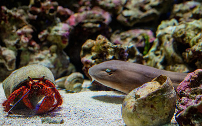 A bamboo shark and a hermit crab hang out alongside each other in a habitat at Birch Aquarium.