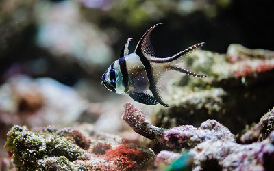 Banggai Cardinalfish are a shimmery yellow-gray color striped with bold black bands and speckled all over with spectacular silver spots. 