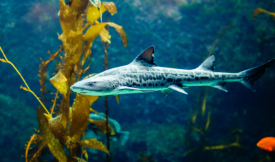 a Leopard Shark swims from right to left in front of Giant Kelp, with several smaller fish in the background