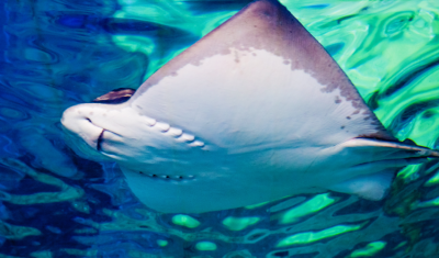 a Bat Ray swims in blue-green water, viewed from below looking up so that the viewer sees the mouth and gills of the ray