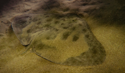 an oblong-shaped Butterfly Ray rests on the sand with a fine layer of sediment on top of it