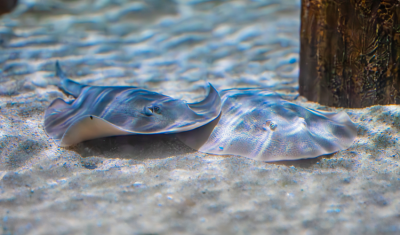 two Round Rays lie on a sandy floor, their eyes visible on top of their bodies