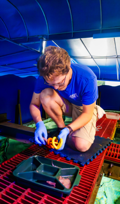 Birch Aquarium Aquarist preps a puzzle feeder with a variety of food items