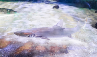 a Gray Smoothhound Shark swims above a sandy floor. it is silvery gray with a long narrow snout.