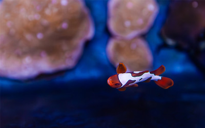 Spinecheek Anemonefish live in sea anemones which provide them with protection from predators.