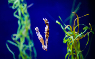 Two adult Lined Seahorses swim in their habitat in the Seadragons & Seahorses exhibition.