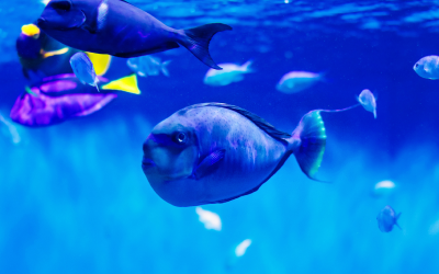 a Bignose Unicornfish swims at Birch Aquarium