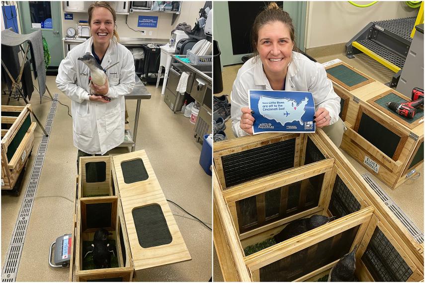 Team members prepare a travel crate for little blue penguins.