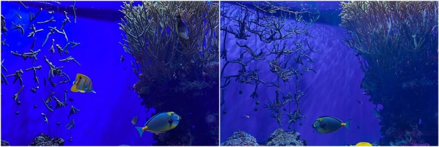 Staghorn Coral fragments in aquarium, 2022 and 2023.