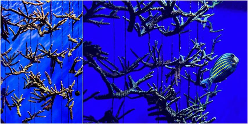 Close up view of Staghorn Coral fragments (March 2023).