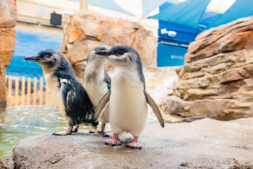 Little blue penguins in habitat.