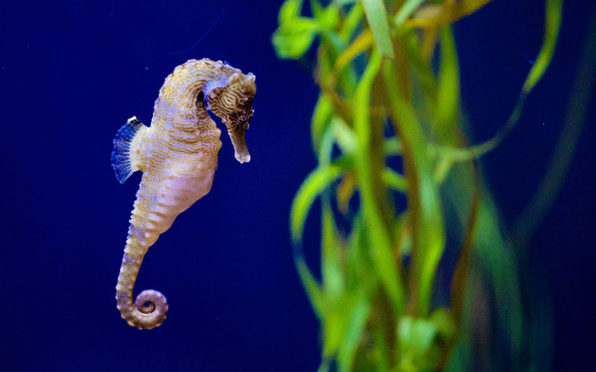 behind the scenes tours seahorses