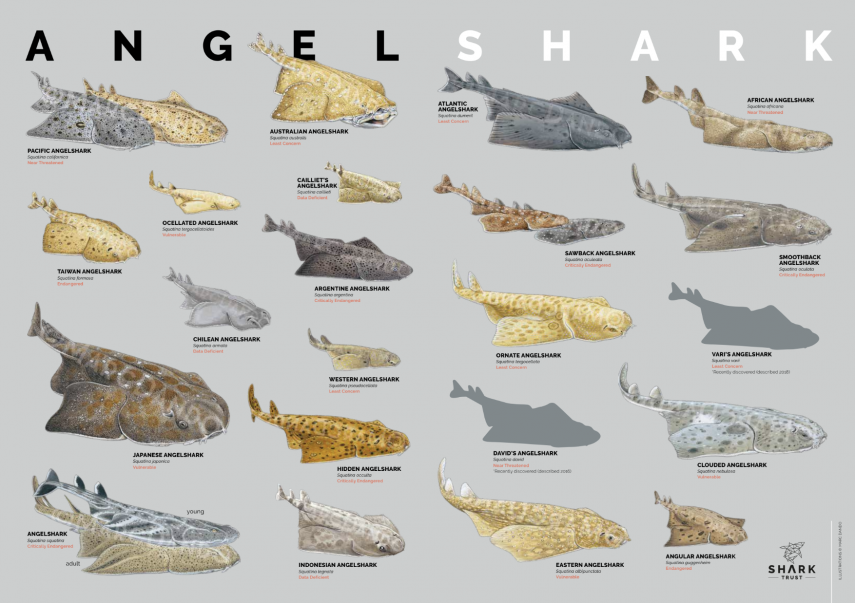 Angel shark identification poster.