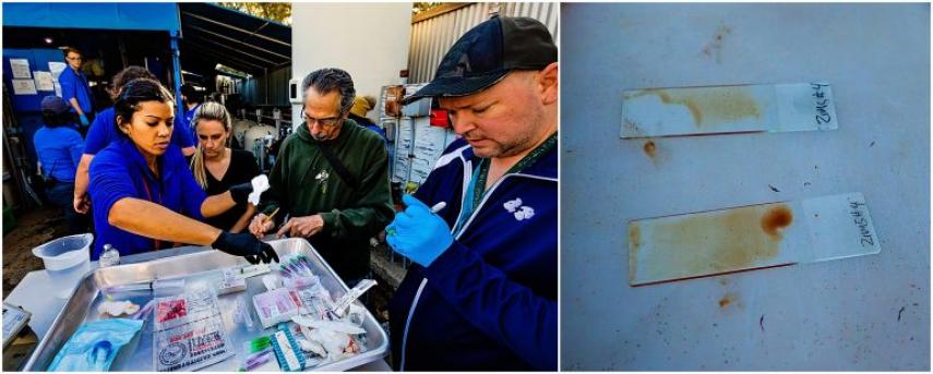 The Veterinary Team works to prepare and stain blood smears for each individual Leopard Shark.