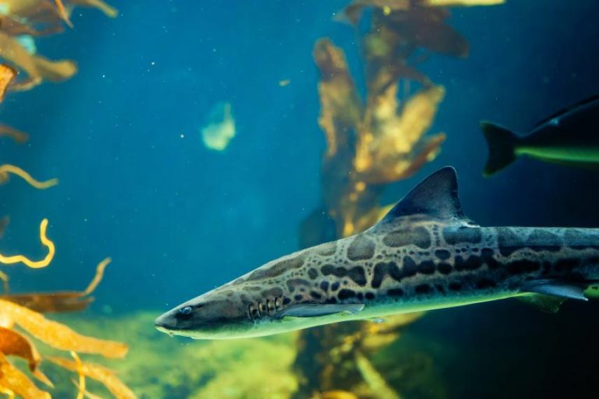 A Leopard Shark swims in a Giant Kelp Forest.