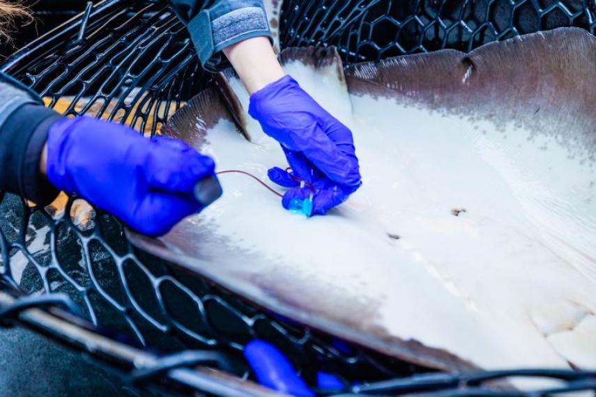 A member of our Veterinary Team collects a blood sample from a ray in Shark Shores.