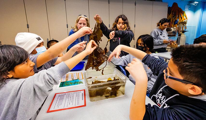 Students pull kelp out of a bowl of water to study.
