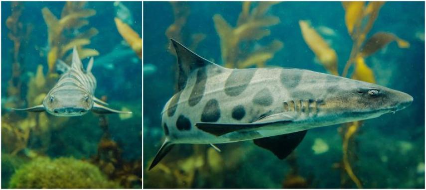 Leopard shark collage.