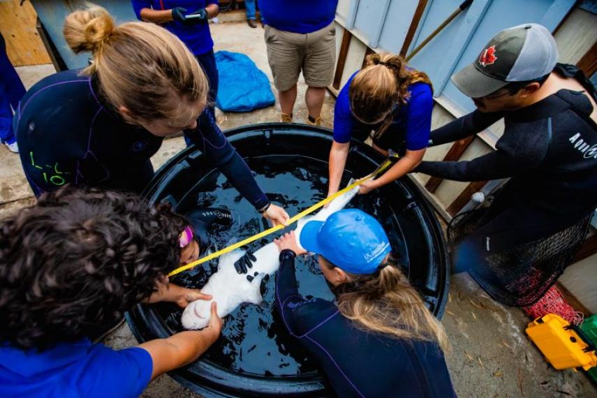 While each Leopard Shark is in tonic immobility, we’ll measure their weight and length and examined their eyes, gills, fins, and skin to make sure everything is looking good.