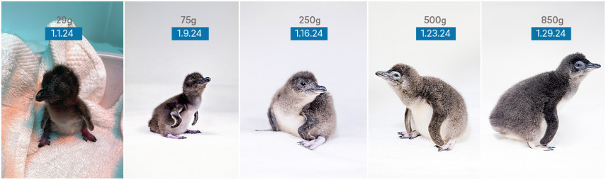 Penguin chicks are delicate and sensitive, so Birch Aquarium’s penguin care team is working hard to provide round-the-clock care.