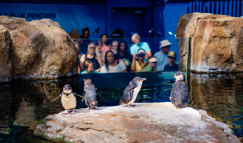 Guests view 4 Little Blue Penguins perched on a rock inside their habitat