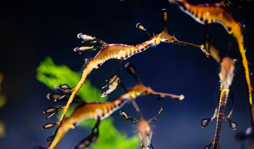 weedy seadragons float against a dark background