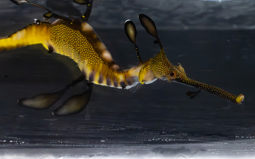 Seadragons have distinct spot patterns along the dorsal area between their head and paired dorsal appendages. 