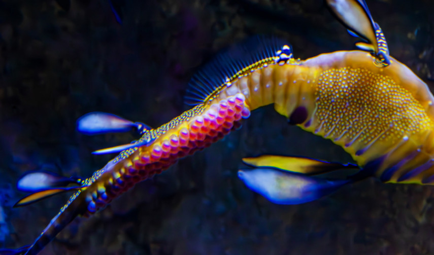 the bottom half of a Weedy Seadragon against a black background; tiny pink eggs line the side of the tail, contrasting with the yellow of the seadragon's body