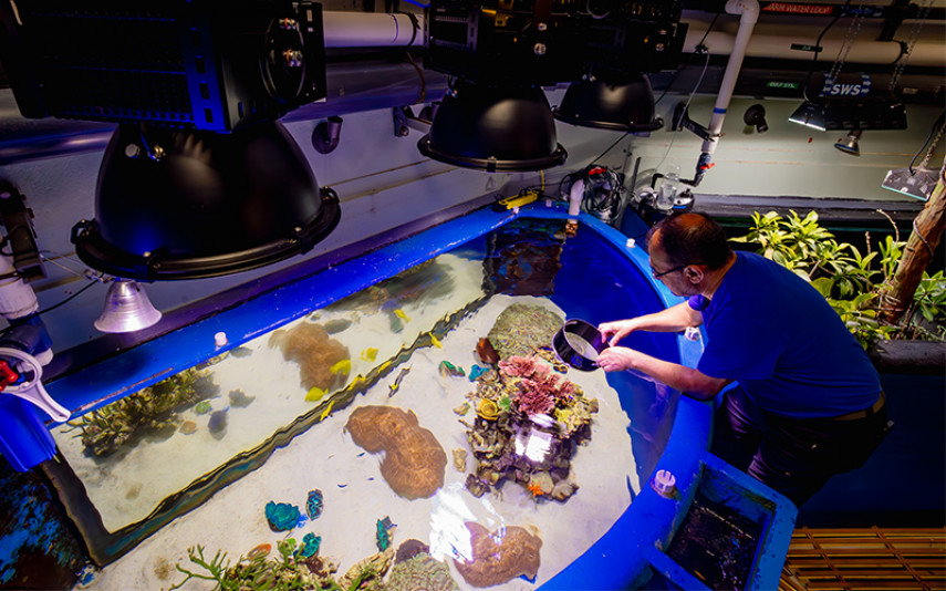Associate Curator Fernando Nosratpour takes a closer look at coral. The aquarium recently installed new energy-efficient LED lights above some public-facing displays to further support coral growth.