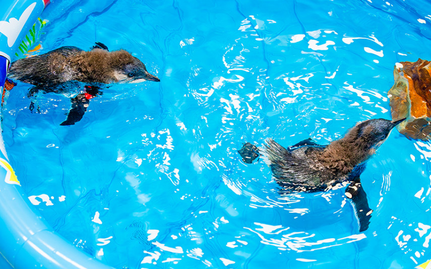 Two Little Blue Penguin chicks practice swimming behind the scenes.