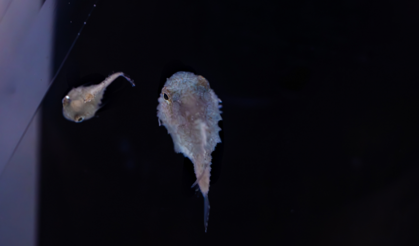 a pair of juvenile Pacific Spiny Lumpsuckers, which lack odontodes 