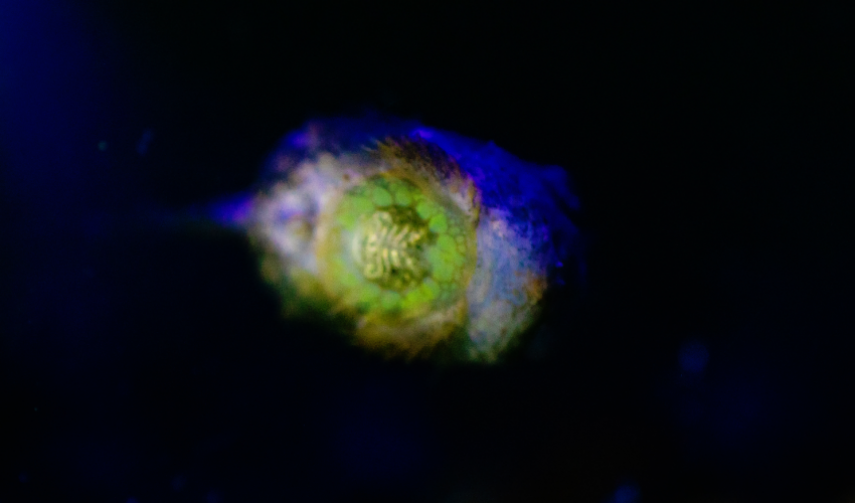 a Pacific Spiny Lumpsucker’s suction disc biofluoresces green.