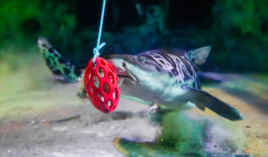  A Leopard Shark interacts with a foraging puzzle feeder to retrieve a food item.