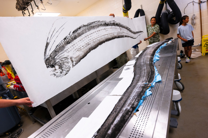 Gyotaku artist Dwight Hwang makes a print of the oarfish for archiving. A print of this life-size gyotaku print is now on display in the galleria at Birch Aquarium at Scripps. Photo: Erik Jepsen/UC San Diego