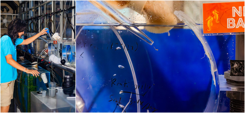 (Left) A Seahorse Care and Conservation Aquarist cares for newly hatched Dwarf Seahorses. (Right) A newly hatched Dwarf Seahorse is carefully transferred into a specialized “grow-out tank.”