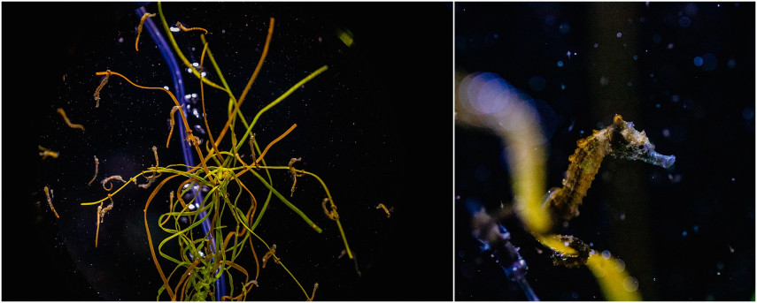  (left) A bundle of baby Lined Seahorses swim in their habitat in the Seadragons & Seahorses exhibition. (right) A juvenile seahorse snacks on some tiny plankton.