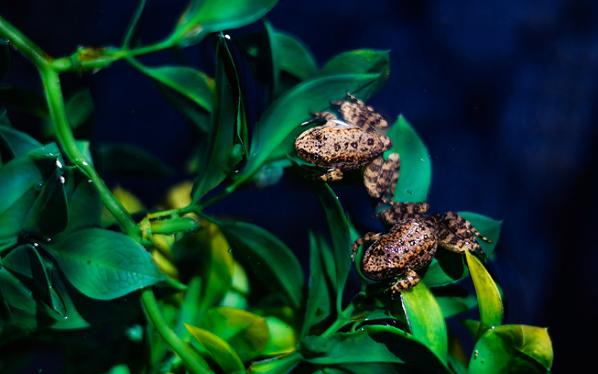 Two mountain yellow-legged frogs rest on lush green vegetation in their habitat, their golden-hued legs contrasting against the foliage.